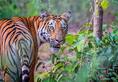 384 tigers poached in India in past decade