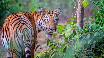 384 tigers poached in India in past decade