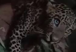 Karnataka forest officials successfully trap leopard in Kolar