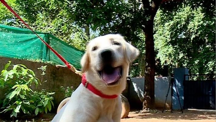 Narcotic dog delma will work for police Narcotic dog delma will work for police