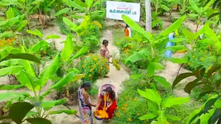 kudumbasree win in banana farming kudumbasree win in banana farming