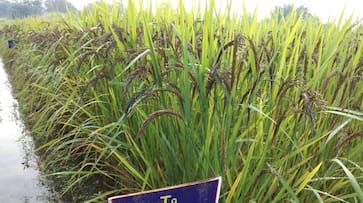Naxal hit Bastar black rice GI tag agriculture
