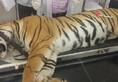 Tigress Avni was killed unethically: Conservation body submits report