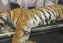 Tigress Avni was killed unethically: Conservation body submits report