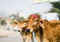 bjp-telangana-manifesto-pledges-free-distribution-of-one-lakh-cows-in-state