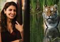 Anushka Sharma tigers  Discovery World Wildlife Fund WWF Project C.A.T