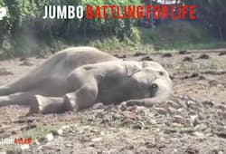 Wild elephant battling for life electrocuted Assam