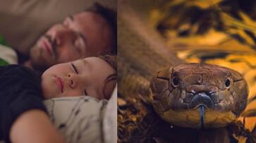 Is it good or bad luck to see snake in dream Is it good or bad luck to see snake in dream