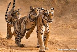 Number of tigers are increasing