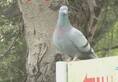 sultanpur sanctuary siberian bird illegal construction gurugram