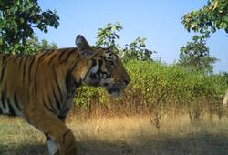 Tigress Avni female cub captured Maharashtra India