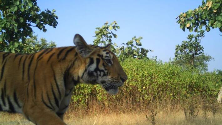 Woman forest guard killed by tigress in Tadoba reserve during survey bmm Woman forest guard killed by tigress in Tadoba reserve during survey bmm