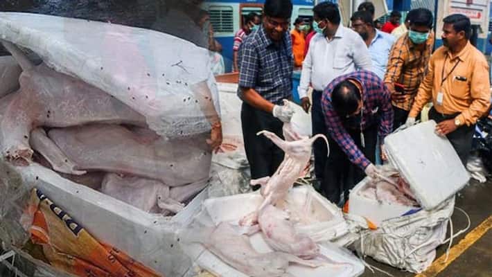 dog meat contravercy one person arrested dog meat contravercy one person arrested