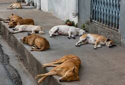 1,000 kg dog meat Rajasthan seized Chennai
