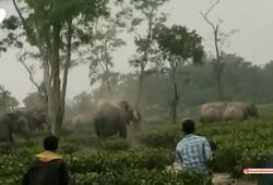 Elephants vandalise murphulani tea garden in Assam's Golaghat