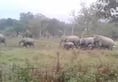 Assam wild elephants human wildlife conflict Golaghat destruction houses