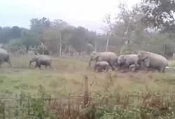 Assam wild elephants human wildlife conflict Golaghat destruction houses