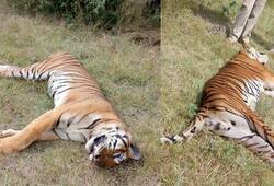 Two tigers found dead in Bandipur, Nagarhole Tiger Reserve under mysterious circumstances