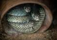 Watch: Three snakes intertwined in Tamil Nadu's Ramanathapuram