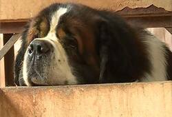 Watch Ambareesh's pet dogs bulbul Kanwar refuse to eat Karnataka Ambareesh death