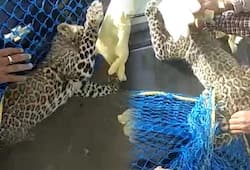 Shimla wildlife officials capture leopard cub