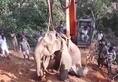 Karnataka: Heart-wrenching scenes as rescued elephant dies, calf refuses body to be taken away, locals in tears
