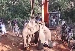 Forest officials rescue elephant, calf successfully from slush pit in Sakleshpur