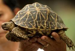 50 smuggled star tortoises rescued, brought to Karnataka from Singapore