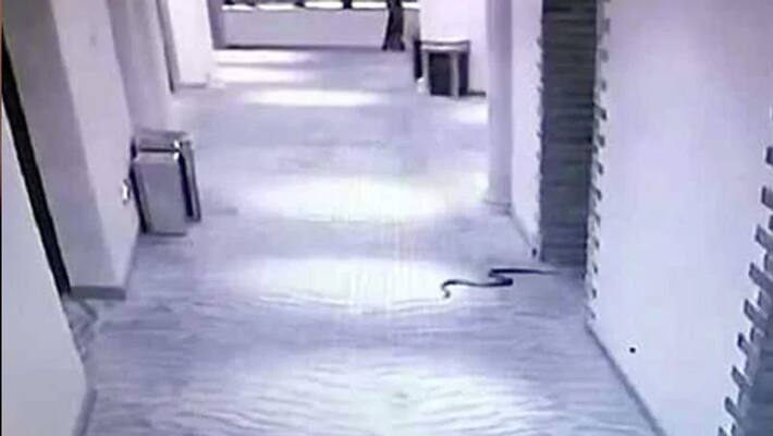 china fuzhou man uses snakes to rape woman dies after bite china fuzhou man uses snakes to rape woman dies after bite