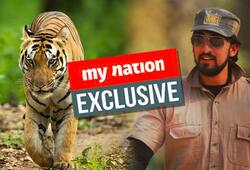 Big cat tracker Mihir Mahajan brings out irony in protests against tigress Avni's killing