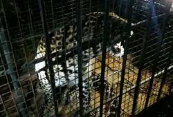 Two leopards caught in a month from Karnataka's Kolar district