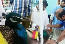 Stray dog attacks peacock in Tamil Nadu's Erode district