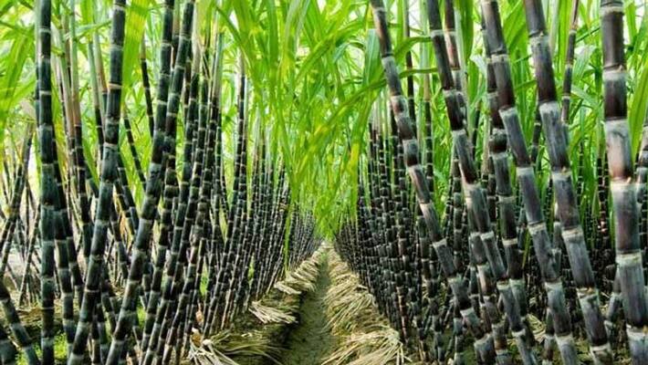 mandya Mysugar to be open in June 2020 says ct ravi mandya Mysugar to be open in June 2020 says ct ravi