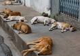 Stray dogs maul 2-year-old boy to death in Karnataka; angry villagers kill 8 dogs