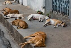 Stray dogs maul 2-year-old boy to death in Karnataka; angry villagers kill 8 dogs
