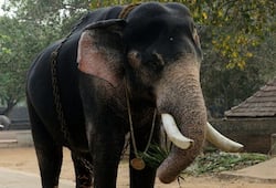Kerala gets first DNA database of captive elephants