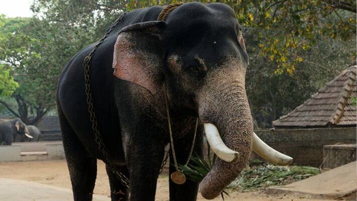 elephant census in kerala 2018 elephant census in kerala 2018