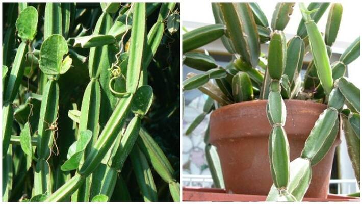Miracle herb that cures hundreds of diseases: Eat immediately! Miracle herb that cures hundreds of diseases: Eat immediately!