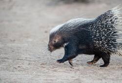 Kasargod man dies in tunnel while attempting to catch porcupine