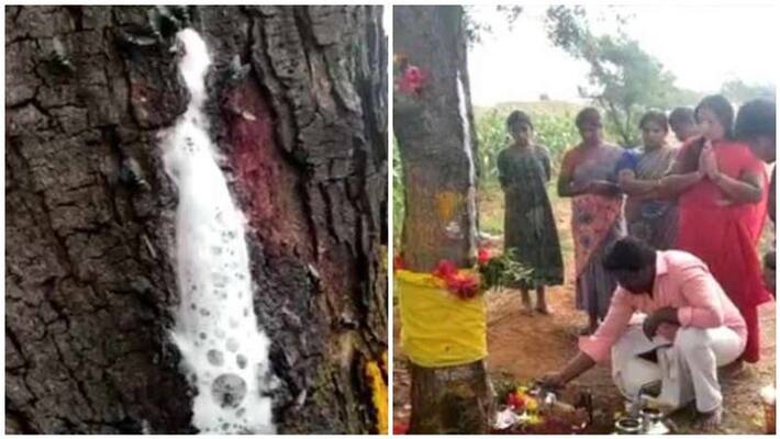 milk came from neem tree in tirupur milk came from neem tree in tirupur