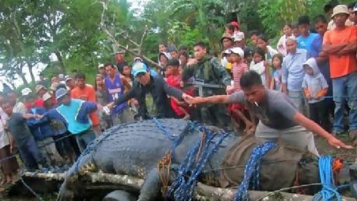 man eating crocodile captured in authorities man eating crocodile captured in authorities
