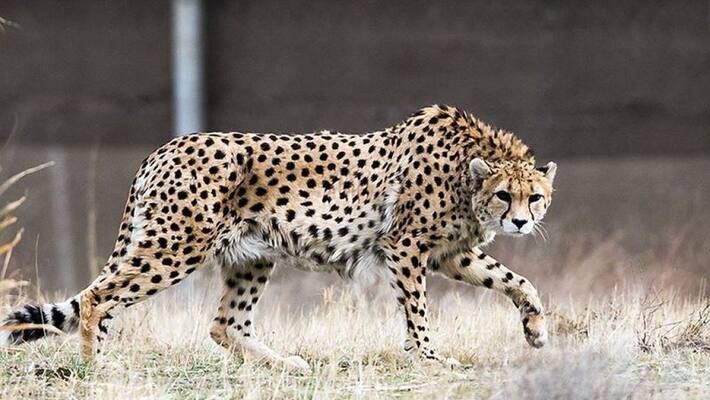 cheeta attacked on three persons at ankampalem village in east godavari district cheeta attacked on three persons at ankampalem village in east godavari district