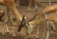 Deer found dead on NH 75 in Kolar