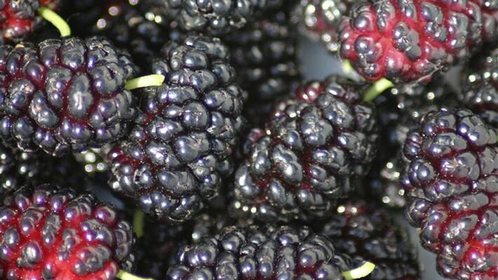 Healthy benefits of mulberry Healthy benefits of mulberry