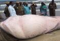 Massive tropical whale found dead on Chennai coast buried