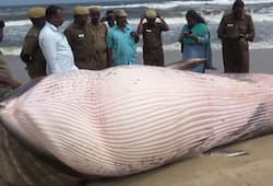 Massive tropical whale found dead on Chennai coast buried