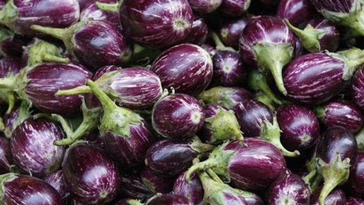 Upset Over Getting low price for Brinjal Crop Farmer Destroys Plantation Upset Over Getting low price for Brinjal Crop Farmer Destroys Plantation