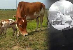 Man thrashed by mob for stealing cow in Tamil Nadu