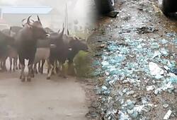 Wild buffaloes enter Tamil Nadu, damage parked vehicles