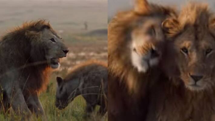 hyenas attack a lion video hyenas attack a lion video